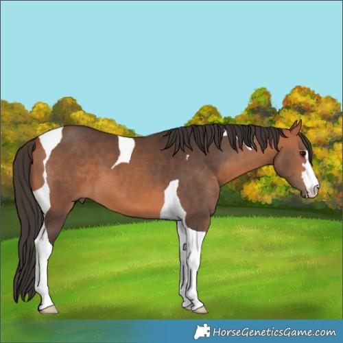 Horse Color:Bay Tobiano 