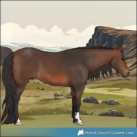 Horse Color:Brown 