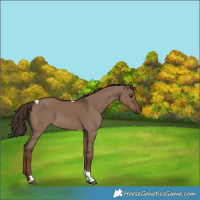 Horse Color:Liver Red Dun Tobiano