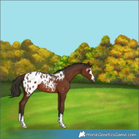 Horse Color:Gray Liver Chestnut Blanket