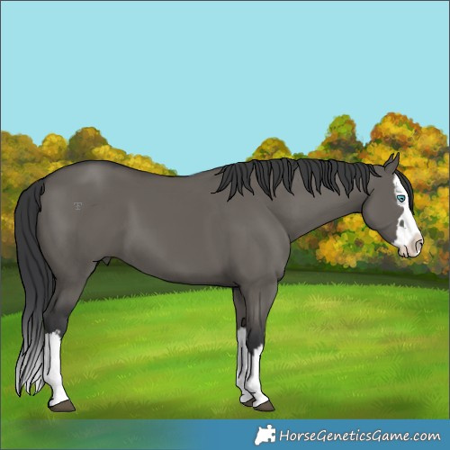 Horse Color:Grullo Splash 