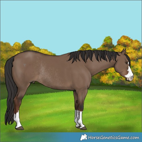 Horse Color:Liver Red Dun Rabicano