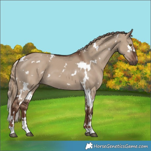 Horse Color:White Spotted Liver Red Dun