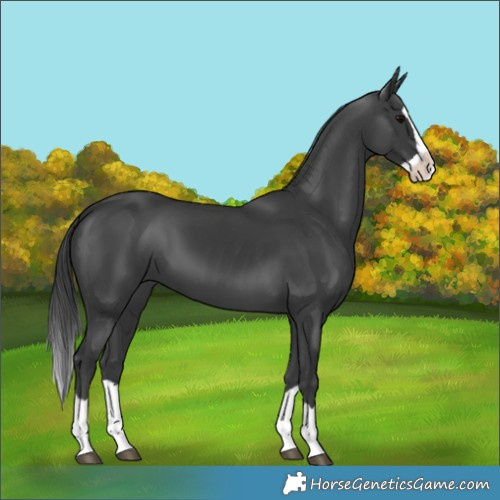 Horse Color:Black Splash 