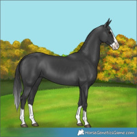 Horse Color:Black Splash 