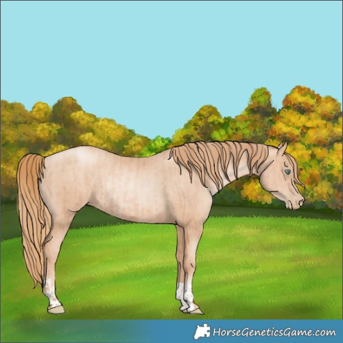 Horse Color:Gold Champagne Pearl Rabicano  and Gold Champagne Pearl Rabicano 