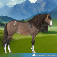 Horse Color:Bay Dun Varnish 