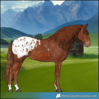 Horse Color:Chestnut Blanket 