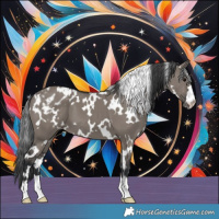 Horse Color:White Spotted Grullo Appaloosa