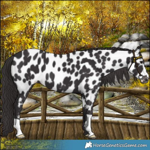 Horse Color:Smoky Black Near Leopard 