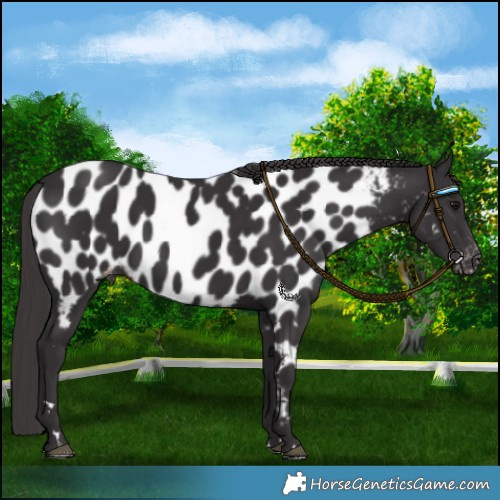 Horse Color:Smoky Black Near Leopard 