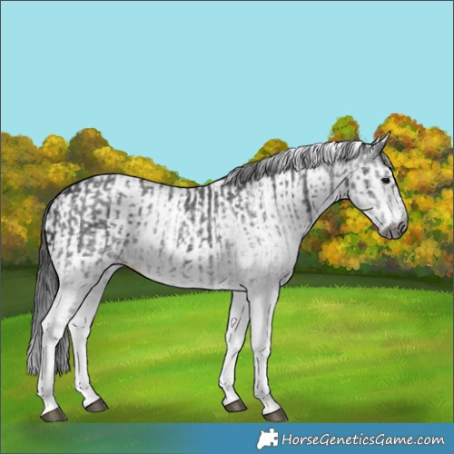 Horse Color:Gray White Spotted Black  and Gray White Spotted Black 