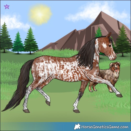 Horse Color:Bay Sabino Rabicano  and Bay Sabino Frame Rabicano 