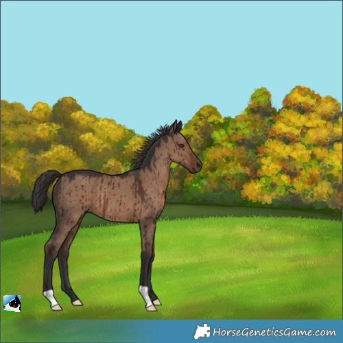 Horse Color:Liver Red Dun Brindle 