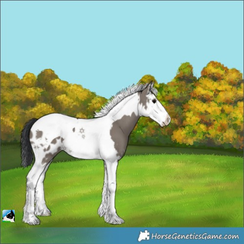 Horse Color:Grullo Splash Tobiano Blanket 