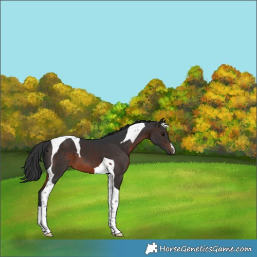 Horse Color:Brown Tobiano 