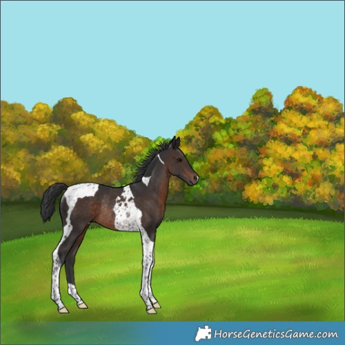 Horse Color:Brown Tobiano Rabicano