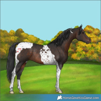 Horse Color:Brown Tobiano Rabicano