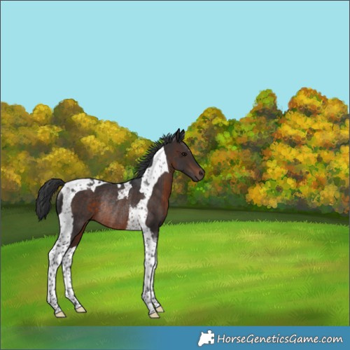 Horse Color:Brown Tobiano Rabicano 