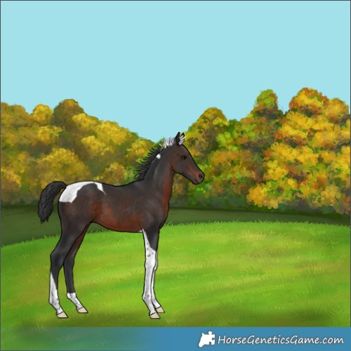 Horse Color:Brown Tobiano 