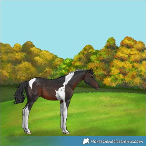 Horse Color:Brown Tobiano 