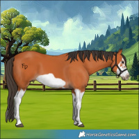 Horse Color:Bay Splash Frame 