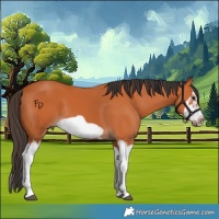 Horse Color:Bay Splash Frame 