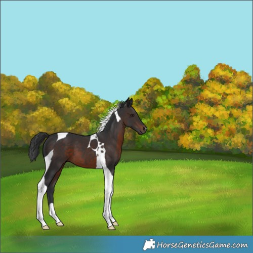 Horse Color:Brown Tobiano 
