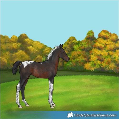 Horse Color:Brown Tobiano Rabicano