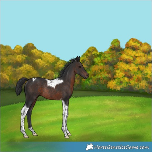 Horse Color:Brown Tobiano Rabicano