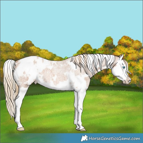 Horse Color:White Spotted Red Roan Splash Blanket 