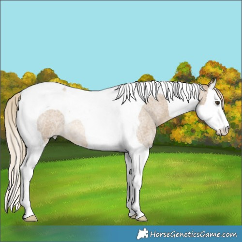 Horse Color:Chocolate Palomino Roan Dun Splash Tobiano Rabicano 