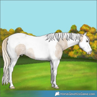Horse Color:Chocolate Palomino Roan Dun Splash Tobiano Rabicano 