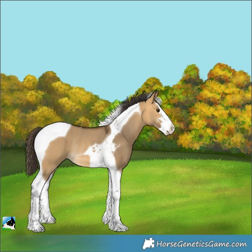 Horse Color:Buckskin Dun Sabino Splash Tobiano Rabicano 