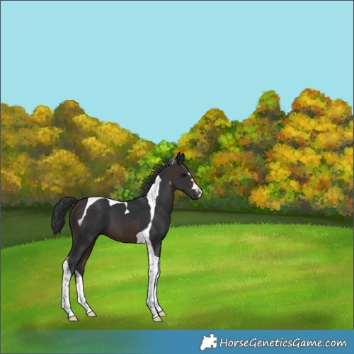 Horse Color:Brown Tobiano