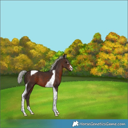 Horse Color:Silver Brown Tobiano 