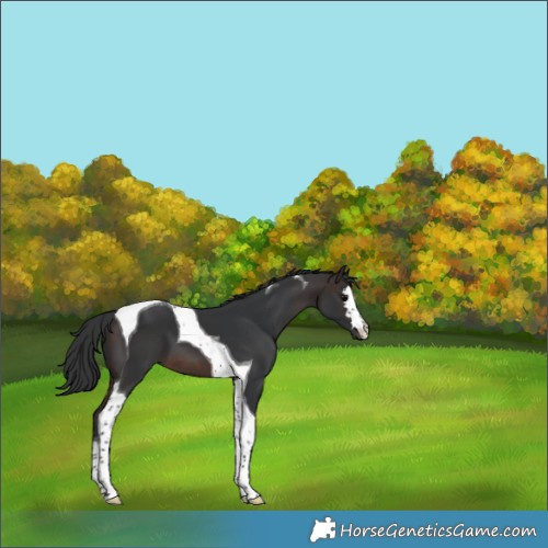 Horse Color:Brown Tobiano