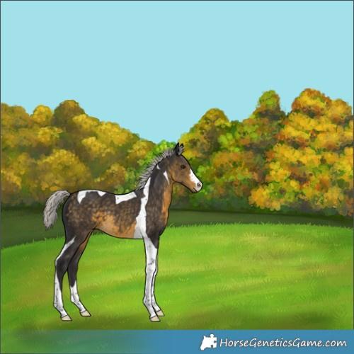 Horse Color:Silver Buckskin Tobiano 