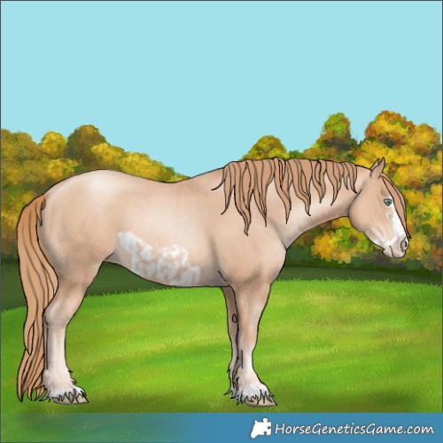 Horse Color:Gold Champagne Pearl Rabicano and Gold Champagne Pearl Frame Rabicano