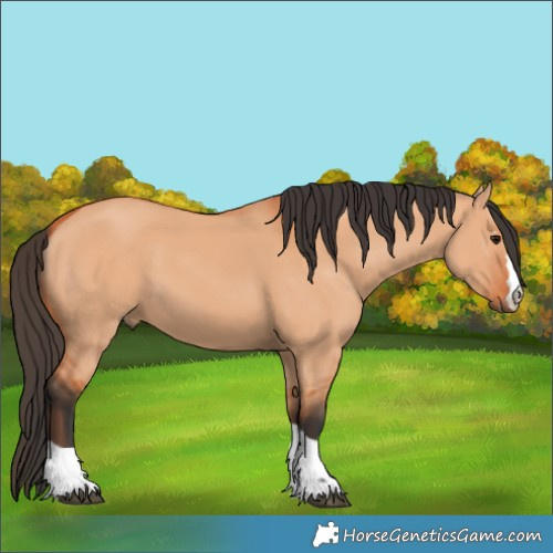 Horse Color:Bay Dun