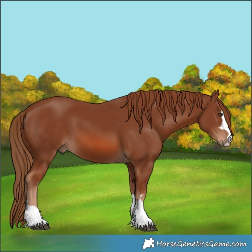 Horse Color:Chestnut 