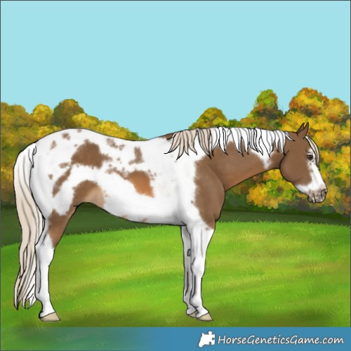 Horse Color:Chocolate Palomino Tobiano Frame 