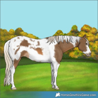 Horse Color:Chocolate Palomino Tobiano Frame
