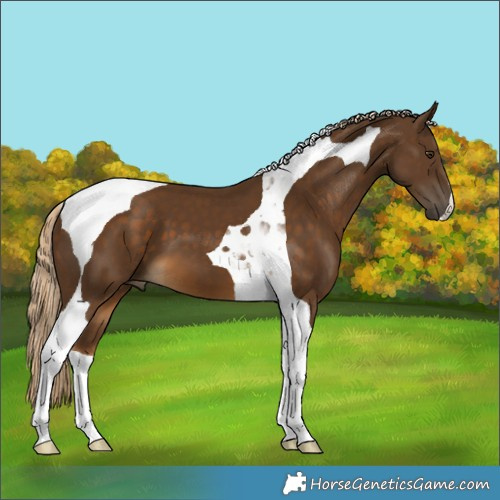 Horse Color:Chocolate Palomino Tobiano 