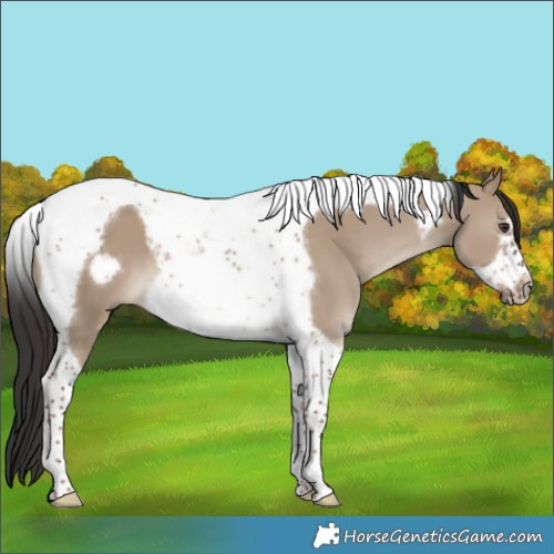 Horse Color:Liver Red Dun Tobiano Frame 