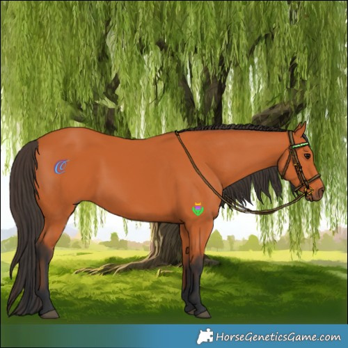 Horse Color:Bay 