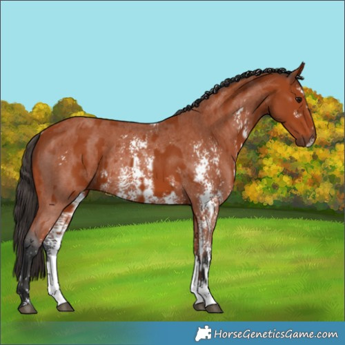 Horse Color:Bay Sabino Rabicano  and Bay Sabino Rabicano 