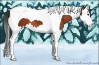 Horse Color:Bay Splash Tobiano 