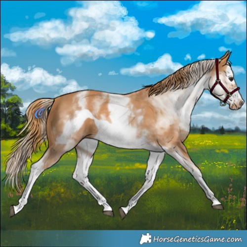 Horse Color:White Spotted Chestnut Splash Frame 