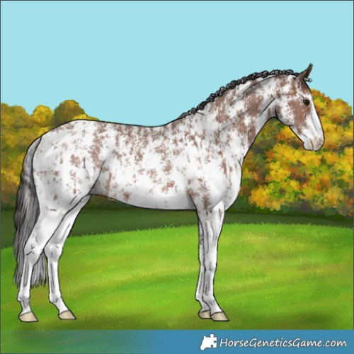 Horse Color:Brown Sabino Rabicano  and Brown Sabino Rabicano 